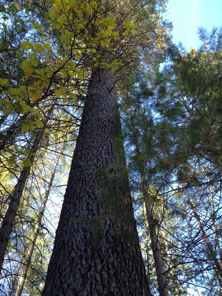 majestic Sugar Pine