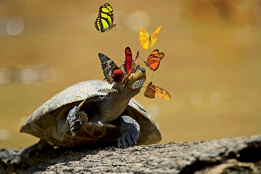 turtle tears and butterflies