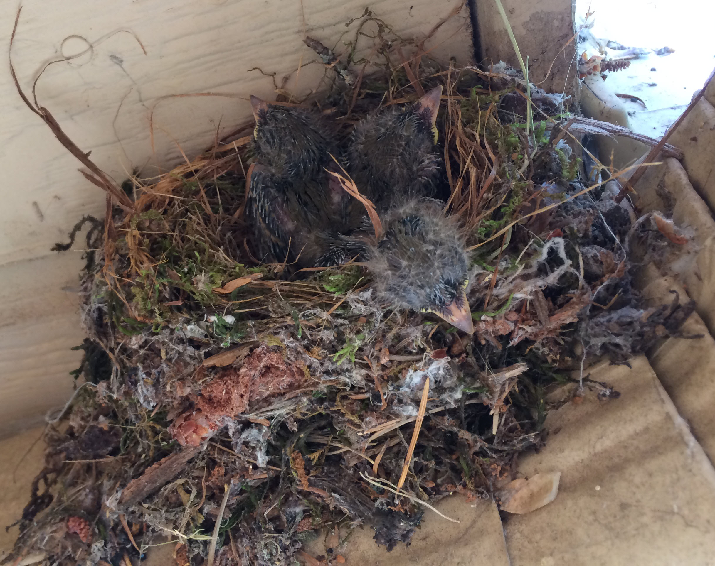 Nest of 3 baby flycatchers 2014